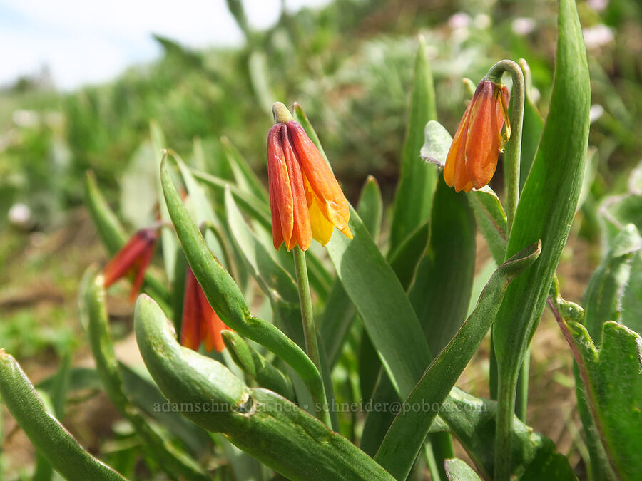 yellow bells, fading (Fritillaria pudica) [Table Mountain, Okanogan-Wenatchee National Forest, Kittitas County, Washington]