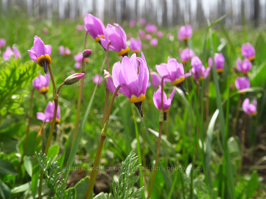 desert shooting-stars (Dodecatheon conjugens (Primula conjugens)) [Table Mountain, Okanogan-Wenatchee National Forest, Kittitas County, Washington]
