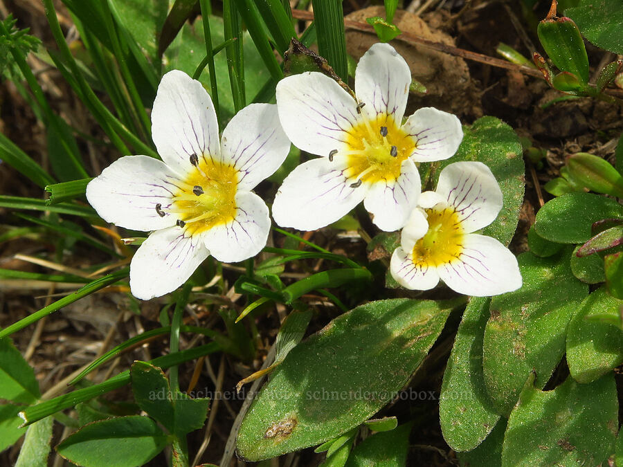 dwarf hesperochiron (Hesperochiron pumilus) [Table Mountain, Okanogan-Wenatchee National Forest, Kittitas County, Washington]