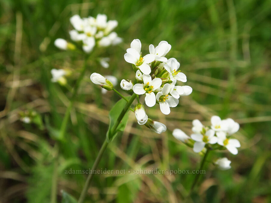 alpine penny-cress (Noccaea fendleri ssp. glauca (Thlaspi fendleri var. glaucum)) [Table Mountain, Okanogan-Wenatchee National Forest, Kittitas County, Washington]