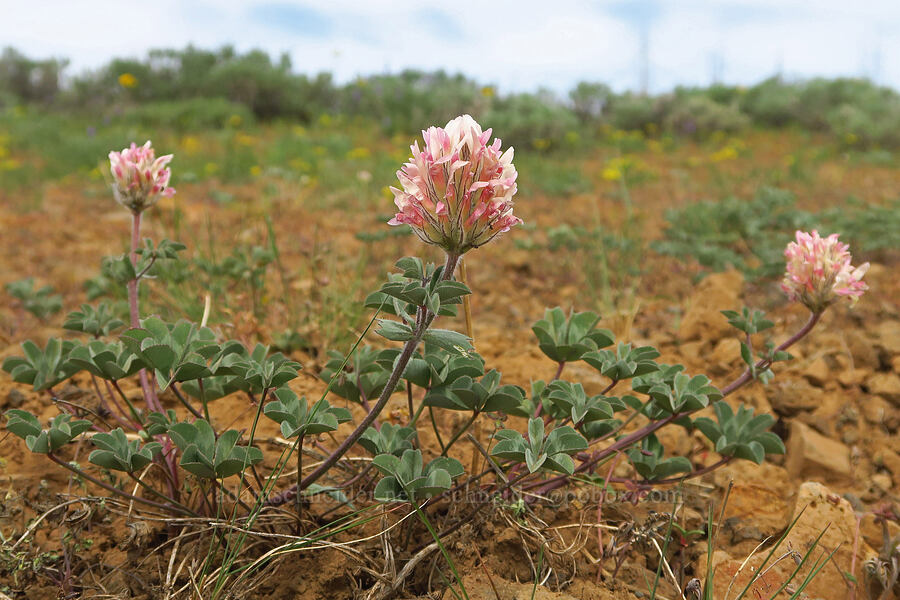 big-head clover (Trifolium macrocephalum) [Table Mountain, Okanogan-Wenatchee National Forest, Kittitas County, Washington]