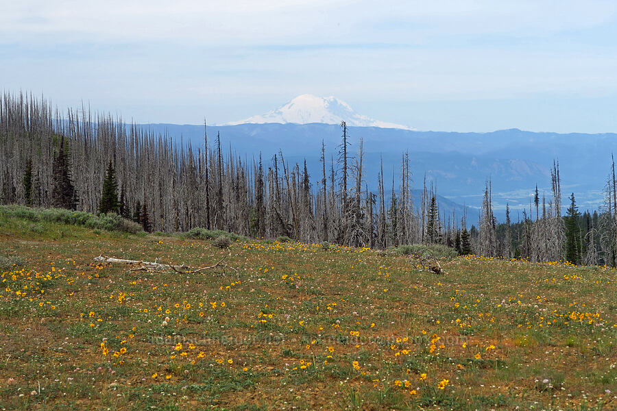 wildflowers & Mount Rainier (Balsamorhiza hookeri, Trifolium macrocephalum, Allium nevii (Allium douglasii var. nevii)) [Table Mountain, Okanogan-Wenatchee National Forest, Kittitas County, Washington]