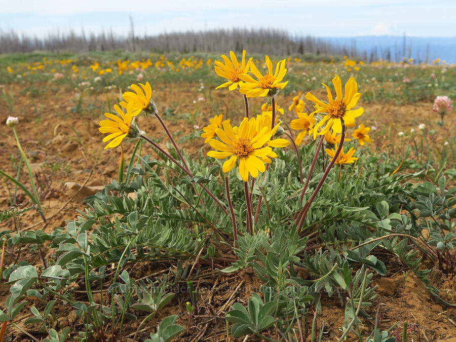 Hooker's balsamroot (Balsamorhiza hookeri) [Table Mountain, Okanogan-Wenatchee National Forest, Kittitas County, Washington]