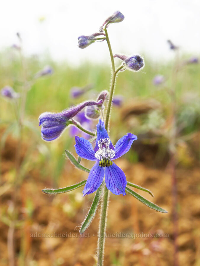 thin-petal larkspur (Delphinium lineapetalum) [Table Mountain, Okanogan-Wenatchee National Forest, Kittitas County, Washington]