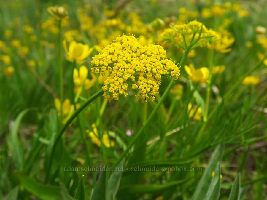 desert parsley on wet ground (which?) (Lomatium sp.) [Table Mountain, Okanogan-Wenatchee National Forest, Kittitas County, Washington]