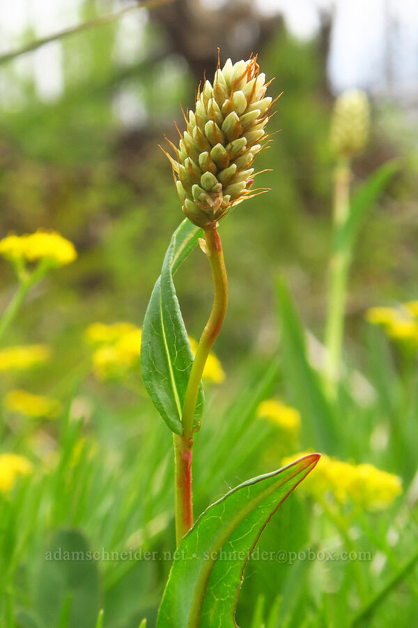 western bistort, budding (Bistorta bistortoides (Polygonum bistortoides)) [Table Mountain, Okanogan-Wenatchee National Forest, Kittitas County, Washington]
