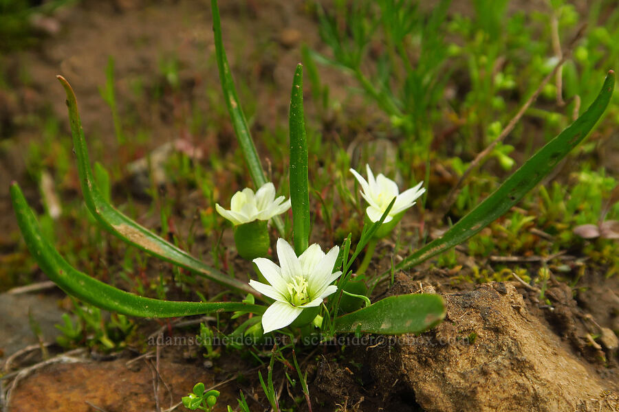 Sierra lewisia (Lewisia nevadensis) [Table Mountain, Okanogan-Wenatchee National Forest, Kittitas County, Washington]