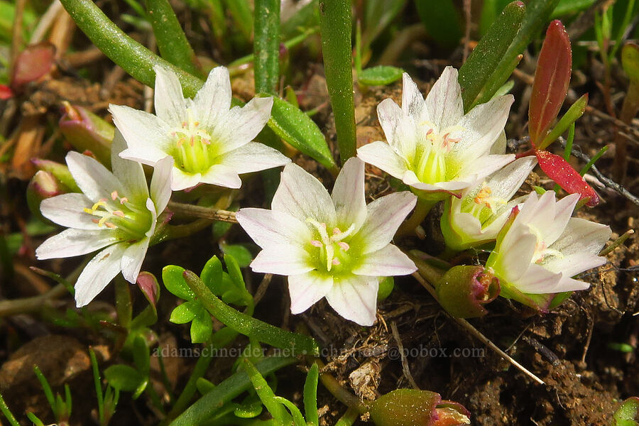 three-leaf lewisia (Lewisia triphylla) [Table Mountain, Okanogan-Wenatchee National Forest, Kittitas County, Washington]