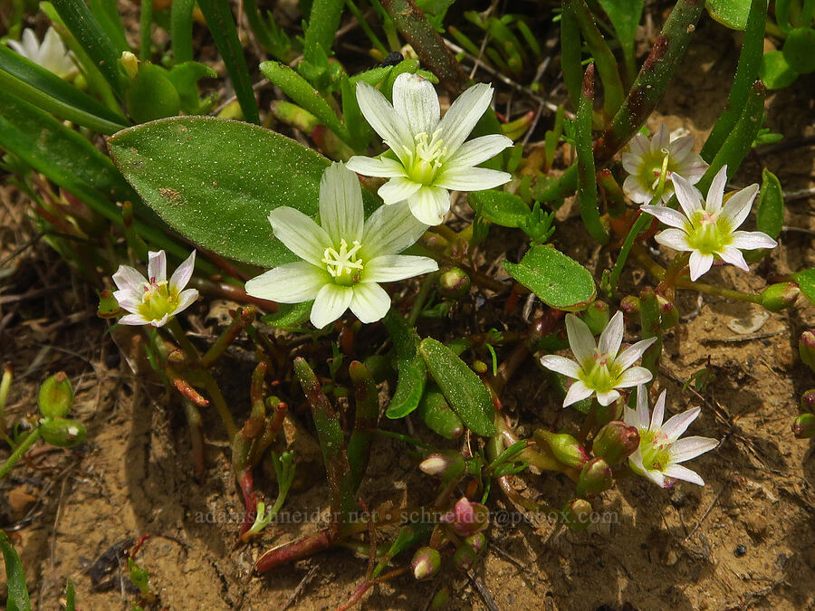 Sierra lewisia & three-leaf lewisia (Lewisia nevadensis, Lewisia triphylla) [Table Mountain, Okanogan-Wenatchee National Forest, Kittitas County, Washington]