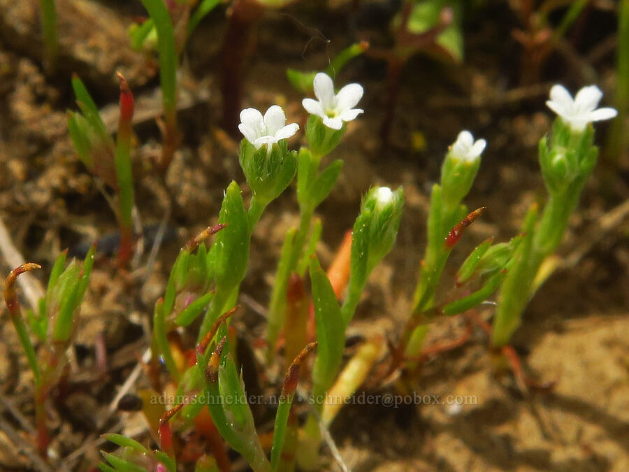 Cusick's popcorn-flower (Plagiobothrys cusickii (Plagiobothrys scouleri var. cusickii)) [Table Mountain, Okanogan-Wenatchee National Forest, Kittitas County, Washington]