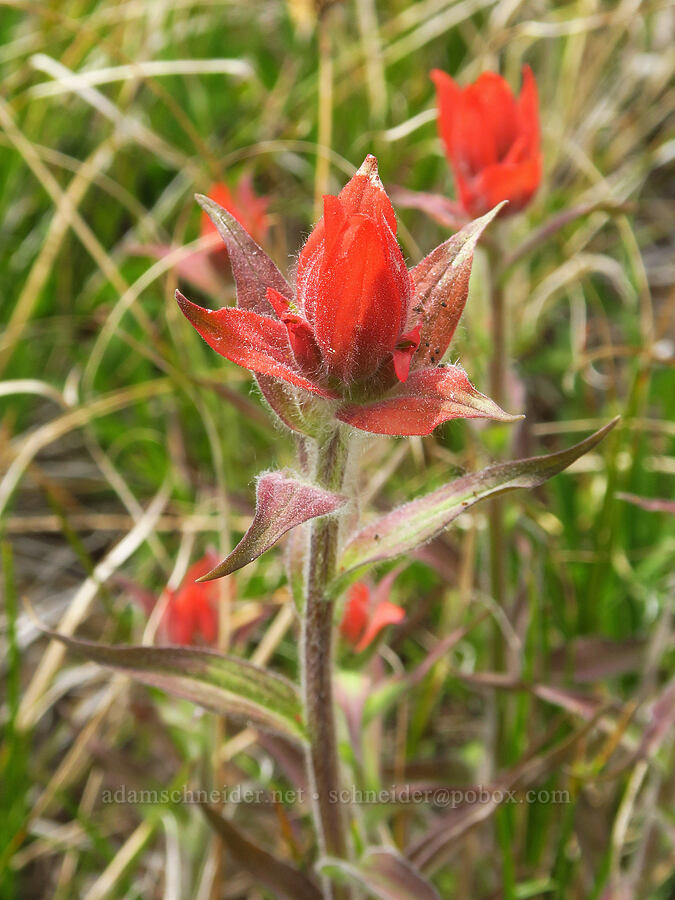 Wenatchee/Elmer's paintbrush (Castilleja elmeri) [Table Mountain, Okanogan-Wenatchee National Forest, Kittitas County, Washington]