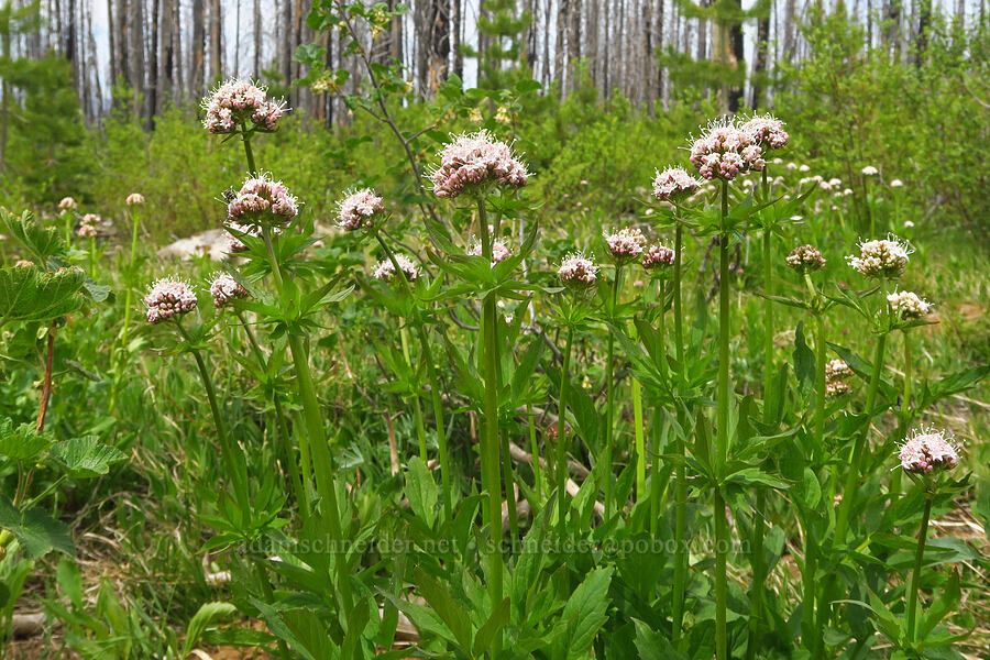 Sitka valerian (Valeriana sitchensis) [Table Mountain, Okanogan-Wenatchee National Forest, Kittitas County, Washington]