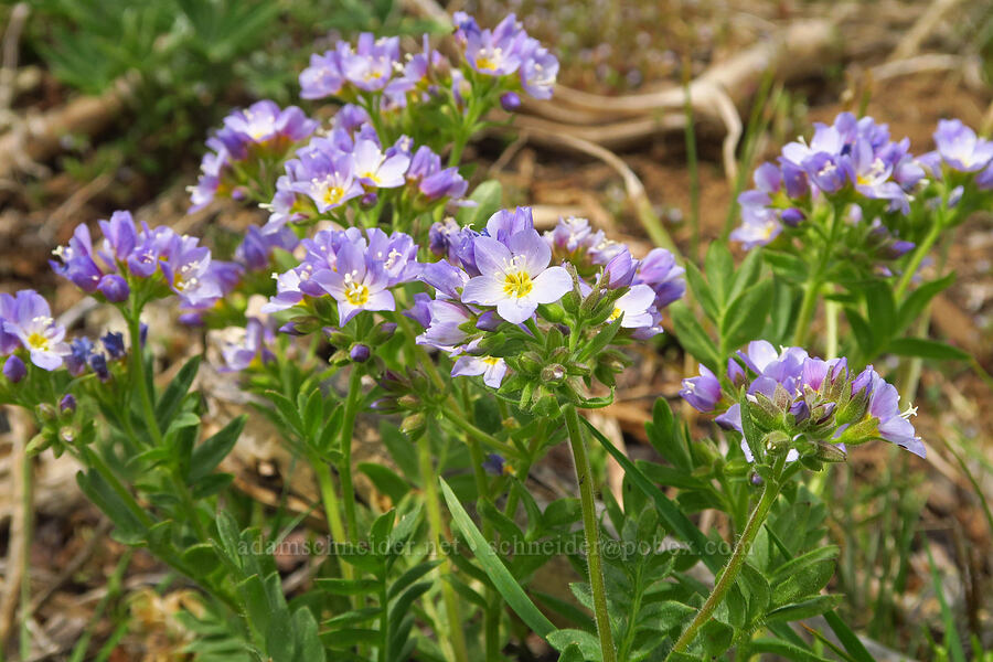 California Jacob's-ladder (Polemonium californicum) [Table Mountain, Okanogan-Wenatchee National Forest, Kittitas County, Washington]