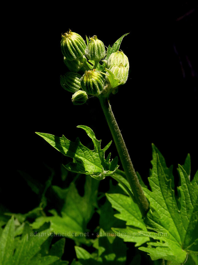 silver-crown luina, budding (Cacaliopsis nardosmia (Cacalia nardosmia)) [Reecer Creek Road, Okanogan-Wenatchee National Forest, Kittitas County, Washington]