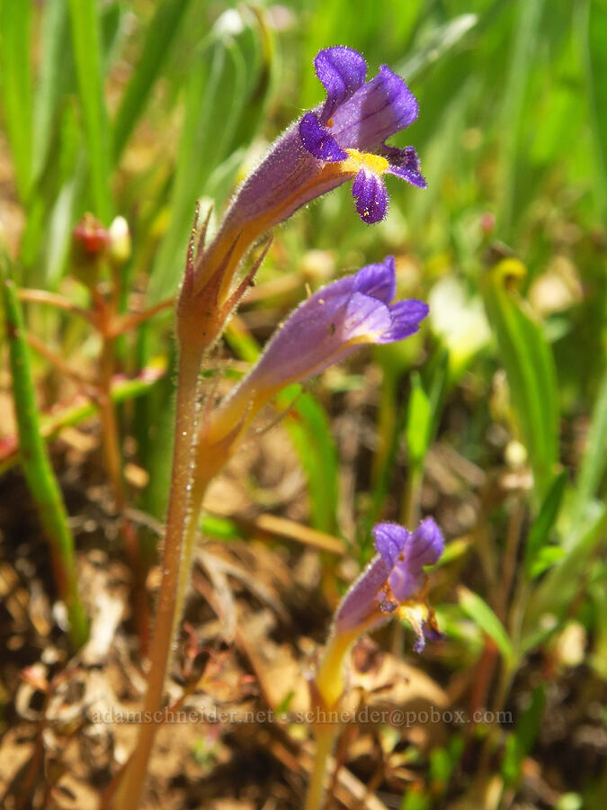 naked broomrape (Aphyllon purpureum (Orobanche uniflora)) [Reecer Creek Road, Okanogan-Wenatchee National Forest, Kittitas County, Washington]