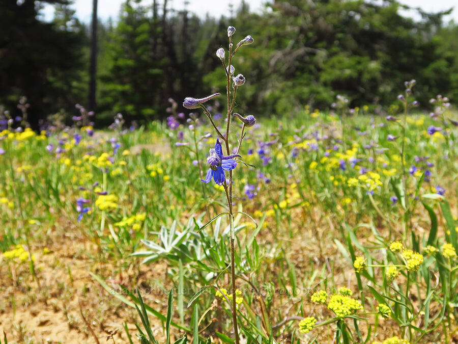larkspur & desert parsley (Delphinium lineapetalum, Lomatium sp.) [Reecer Creek Road, Okanogan-Wenatchee National Forest, Kittitas County, Washington]