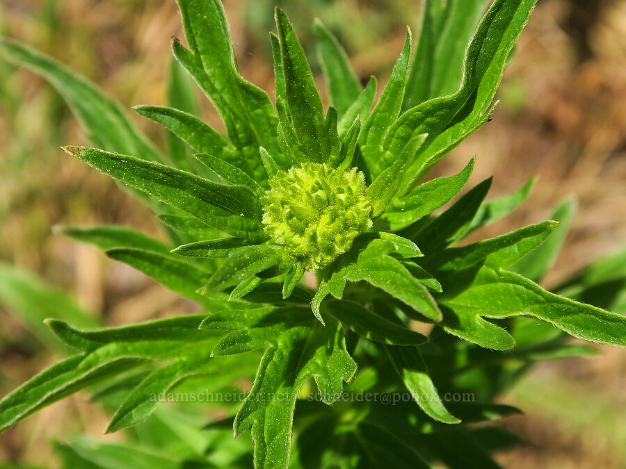 tall phacelia, budding (Phacelia procera) [Reecer Creek Road, Okanogan-Wenatchee National Forest, Kittitas County, Washington]