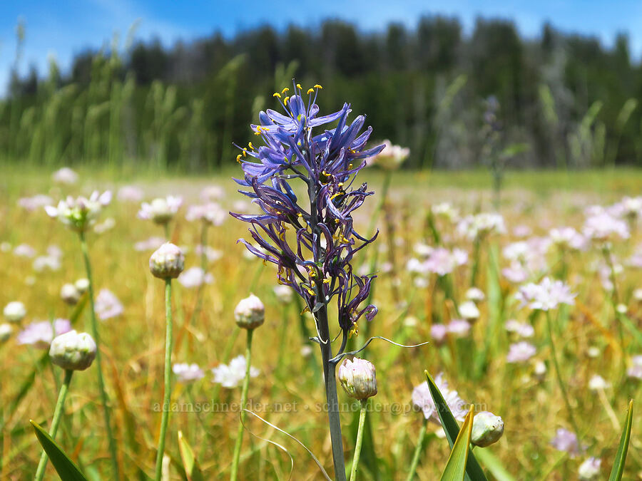camas & onions (Camassia quamash, Allium nevii (Allium douglasii var. nevii)) [Reecer Creek Road, Okanogan-Wenatchee National Forest, Kittitas County, Washington]