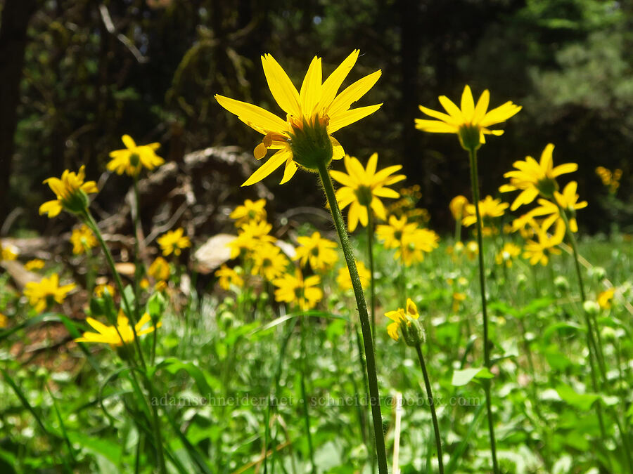 heart-leaf arnica (Arnica cordifolia) [Reecer Creek Road, Okanogan-Wenatchee National Forest, Kittitas County, Washington]