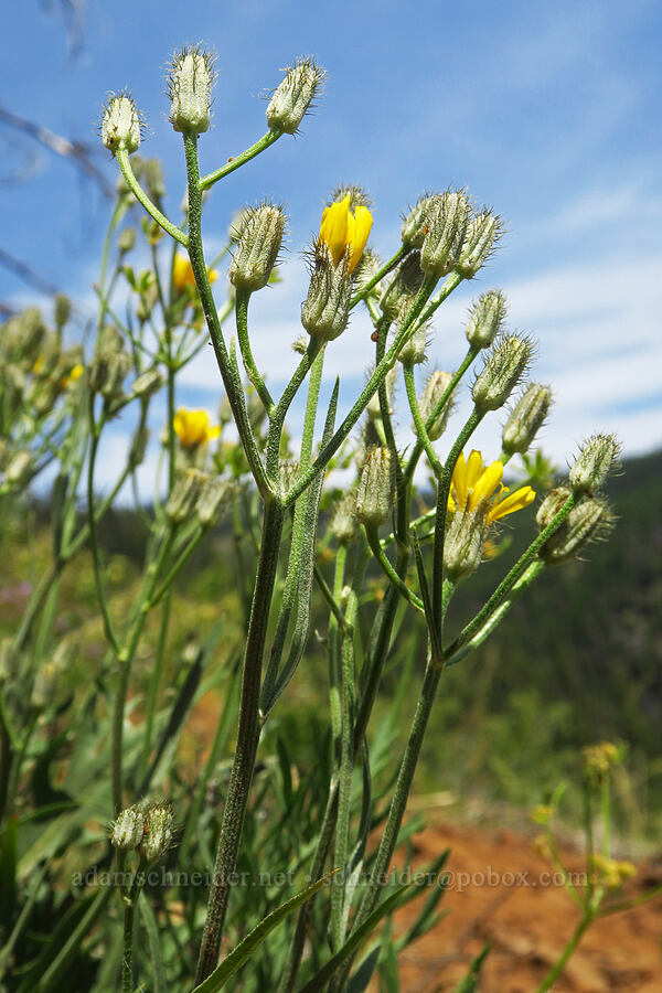 bearded hawksbeard (Crepis barbigera) [Reecer Creek Road, Okanogan-Wenatchee National Forest, Kittitas County, Washington]