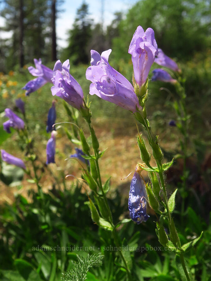 shrubby penstemon (Penstemon fruticosus) [Reecer Creek Road, Okanogan-Wenatchee National Forest, Kittitas County, Washington]