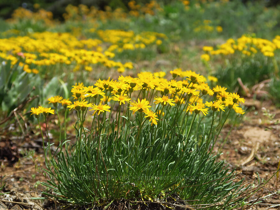 desert yellow fleabane (Erigeron linearis) [Reecer Creek Road, Okanogan-Wenatchee National Forest, Kittitas County, Washington]
