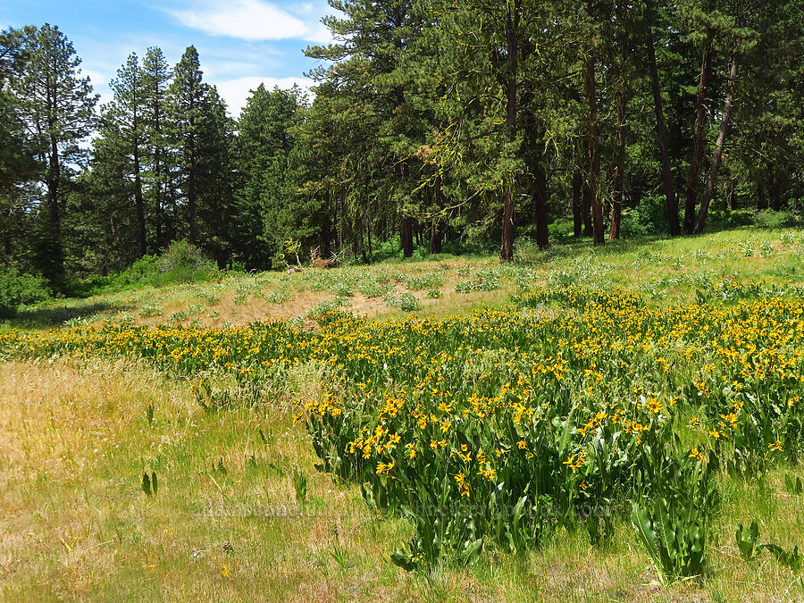 mule's-ears (Wyethia amplexicaulis) [Reecer Creek Road, Okanogan-Wenatchee National Forest, Kittitas County, Washington]
