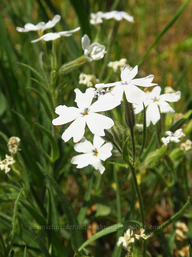 white showy phlox (Phlox speciosa) [Reecer Creek Road, Okanogan-Wenatchee National Forest, Kittitas County, Washington]