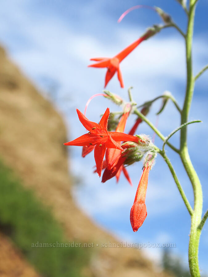 scarlet gilia (Ipomopsis aggregata) [Old Blewett Pass Highway, Okanogan-Wenatchee National Forest, Kittitas County, Washington]