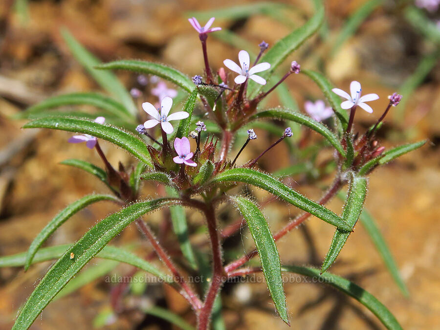 staining collomia (Collomia tinctoria) [Old Blewett Pass Highway, Okanogan-Wenatchee National Forest, Kittitas County, Washington]