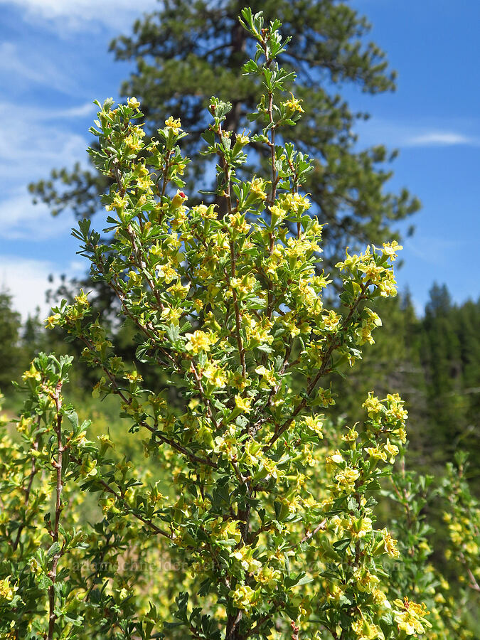 antelope bitter-brush (Purshia tridentata) [Old Blewett Pass Highway, Okanogan-Wenatchee National Forest, Kittitas County, Washington]