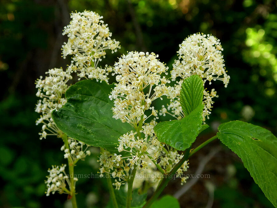 red-stem ceanothus (Ceanothus sanguineus) [Old Blewett Pass Highway, Okanogan-Wenatchee National Forest, Chelan County, Washington]