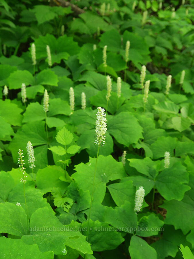 vanilla-leaf (Achlys triphylla) [Old Blewett Pass Highway, Okanogan-Wenatchee National Forest, Chelan County, Washington]
