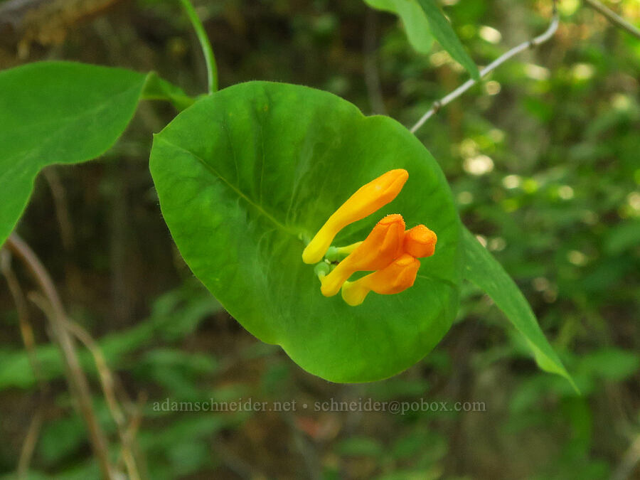 orange honeysuckle, budding (Lonicera ciliosa) [Forest Road 7310, Okanogan-Wenatchee National Forest, Chelan County, Washington]