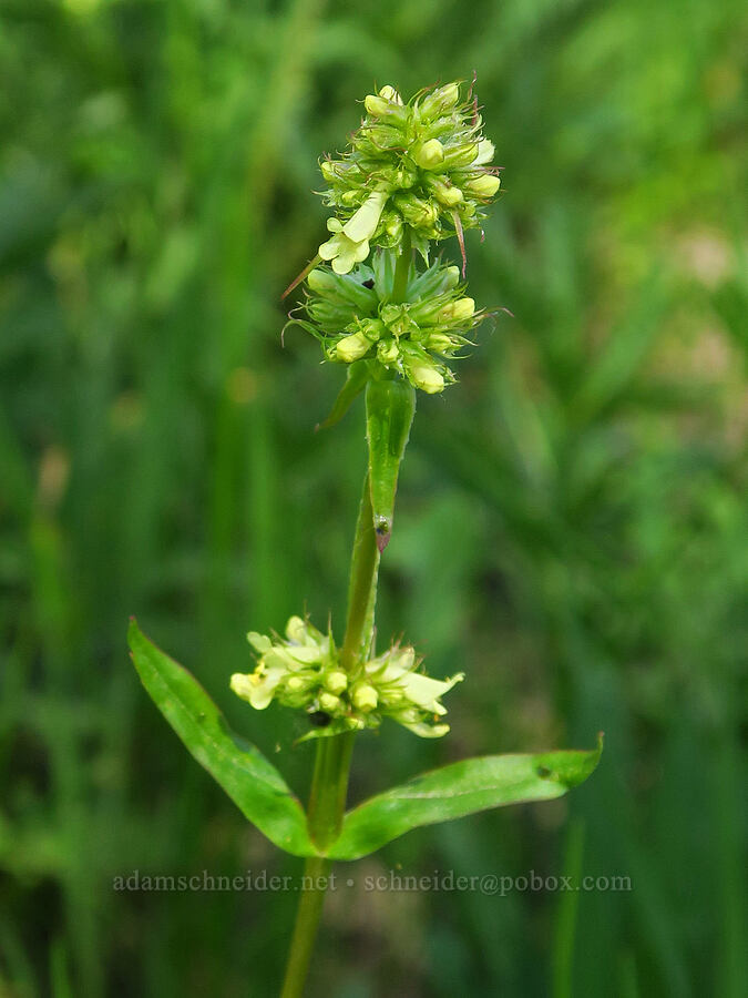 yellow penstemon (Penstemon confertus) [Camas Meadows Natural Area Preserve, Chelan, Chelan County, Washington]