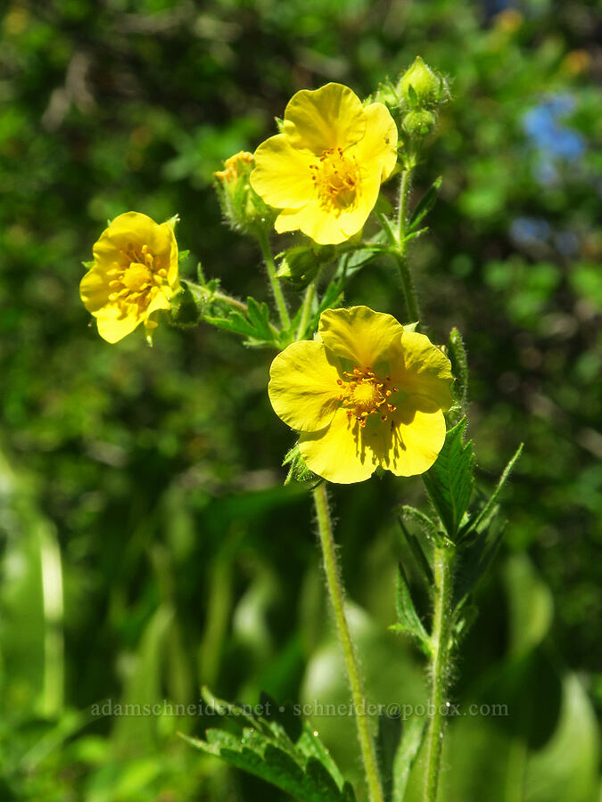 sticky cinquefoil (Drymocallis glandulosa (Potentilla glandulosa)) [Camas Meadows Natural Area Preserve, Chelan, Chelan County, Washington]