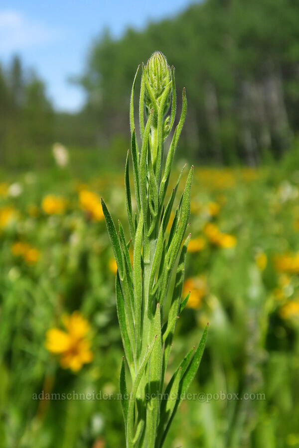Wenatchee larkspur, budding (Delphinium viridescens) [Camas Meadows Natural Area Preserve, Chelan, Chelan County, Washington]