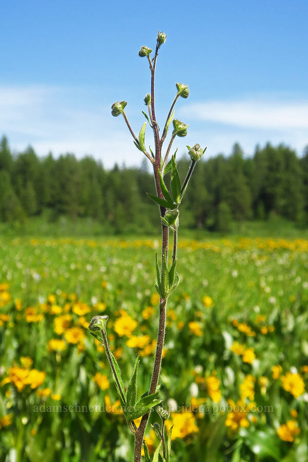 monkshood, budding (Aconitum columbianum) [Camas Meadows Natural Area Preserve, Chelan, Chelan County, Washington]