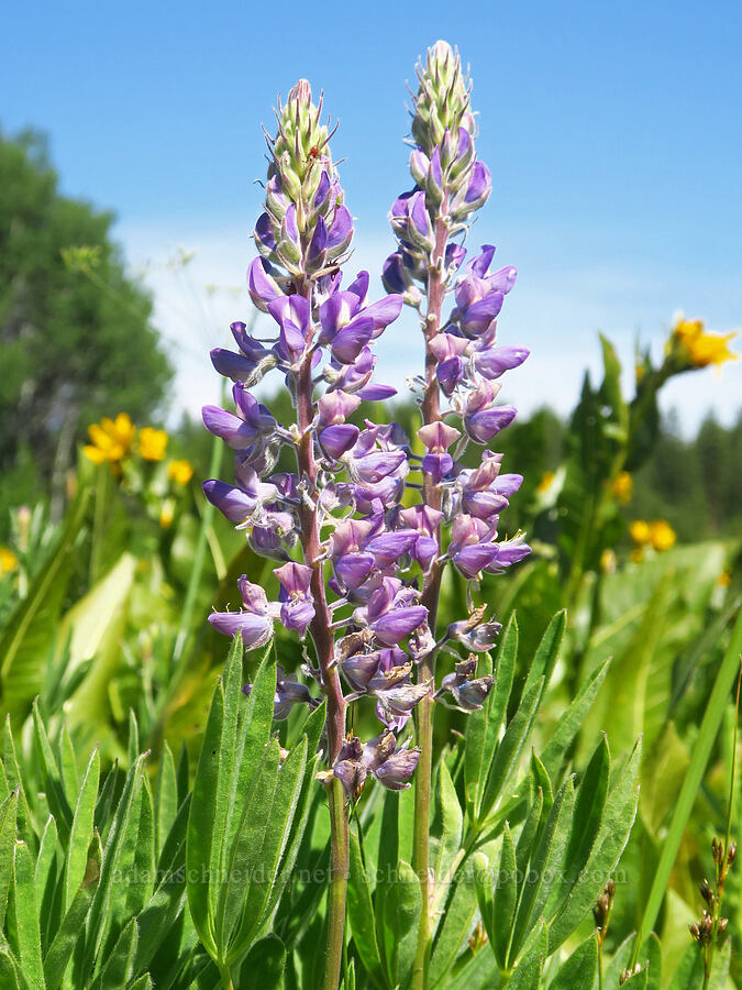 lupine (which?) (Lupinus sp.) [Camas Meadows Natural Area Preserve, Chelan, Chelan County, Washington]