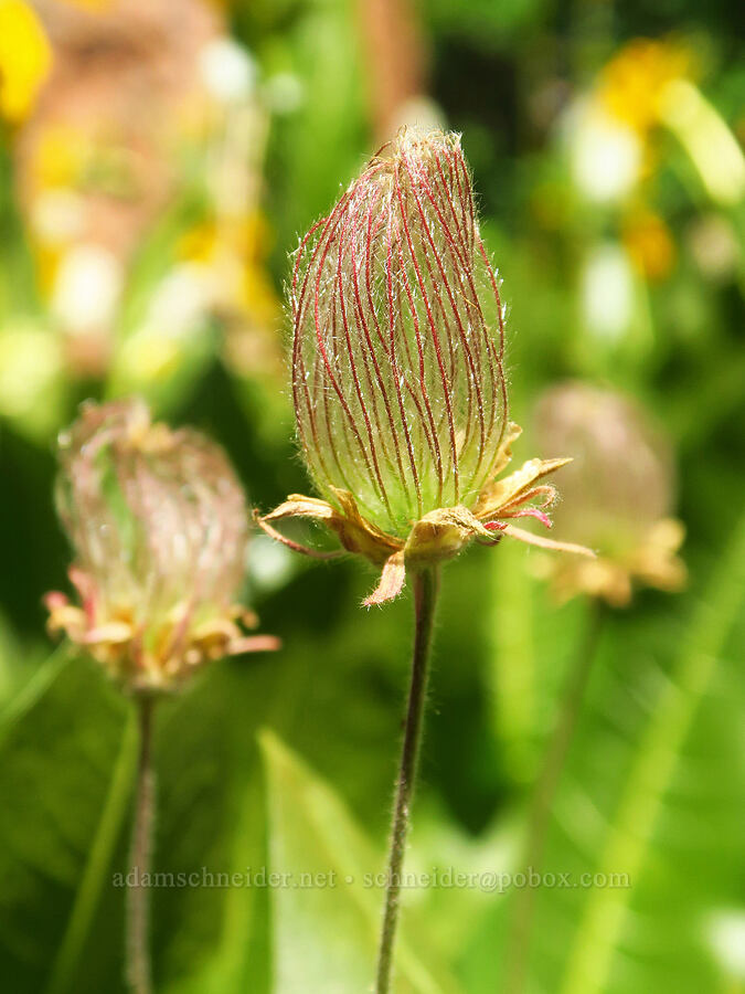 prairie smoke, going to seed (Geum triflorum) [Camas Meadows Natural Area Preserve, Chelan, Chelan County, Washington]