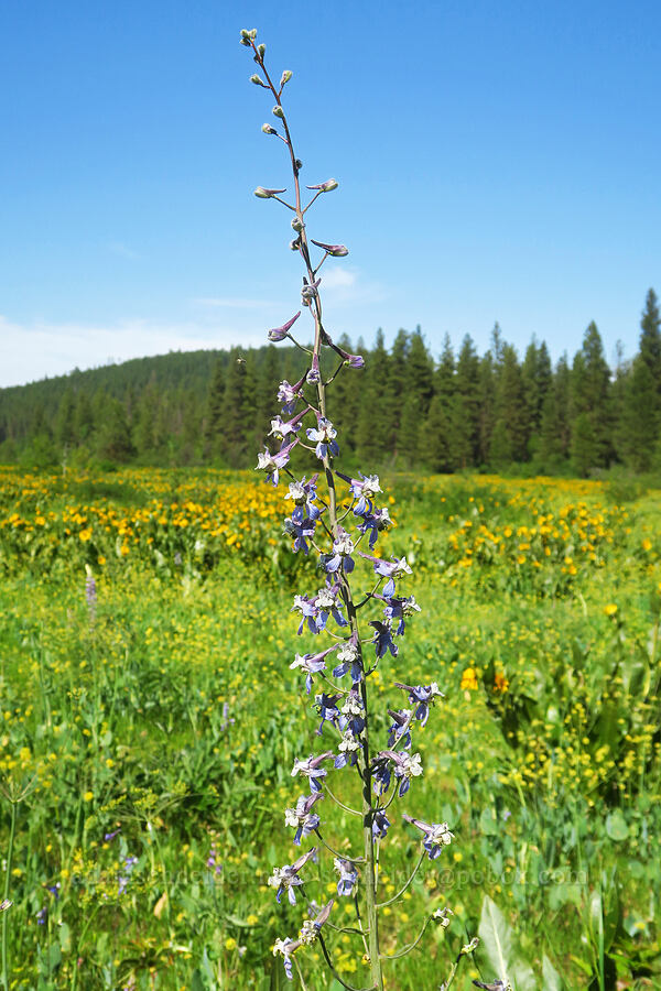 very tall larkspur (Delphinium lineapetalum) [Camas Meadows Natural Area Preserve, Chelan, Chelan County, Washington]
