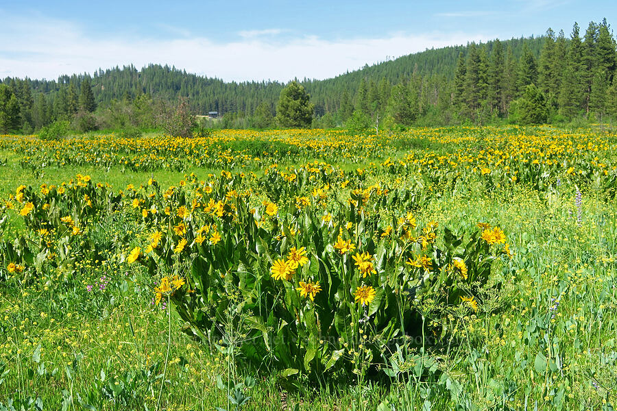 mule's-ears (Wyethia amplexicaulis) [Camas Meadows Natural Area Preserve, Chelan, Chelan County, Washington]