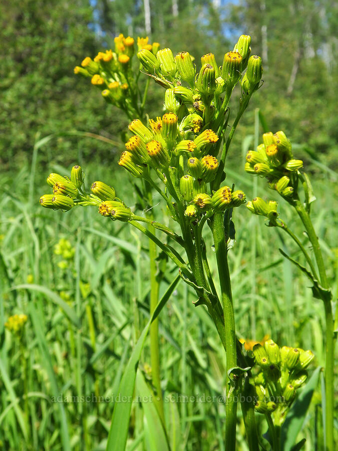 sweet marsh butterweed (tall groundsel) (Senecio hydrophiloides (Senecio foetidus)) [Camas Meadows Natural Area Preserve, Chelan, Chelan County, Washington]