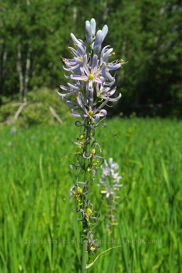 camas (Camassia quamash) [Camas Meadows Natural Area Preserve, Chelan, Chelan County, Washington]