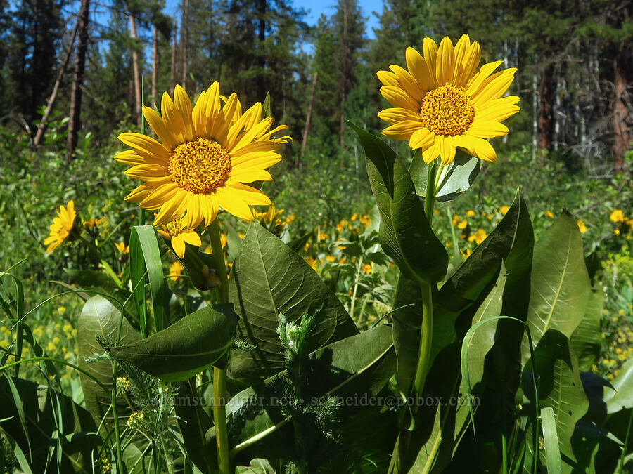 mule's-ears (Wyethia amplexicaulis) [Camas Meadows Natural Area Preserve, Chelan, Chelan County, Washington]