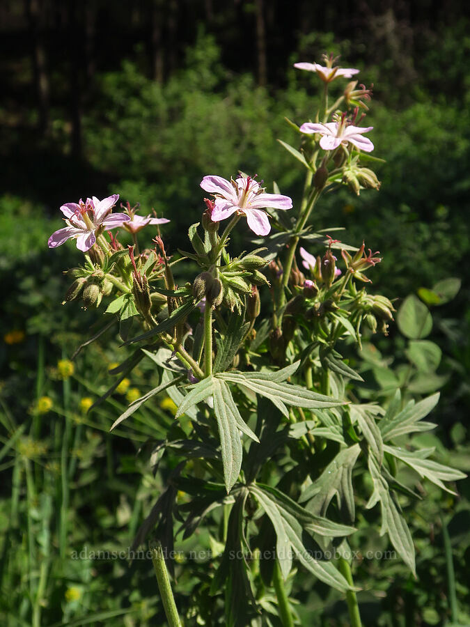 sticky geranium (Geranium viscosissimum) [Camas Meadows Natural Area Preserve, Chelan, Chelan County, Washington]