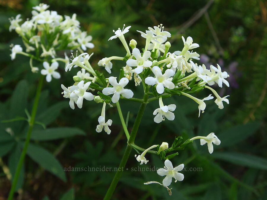 Wenatchee valerian (Valeriana columbiana) [Forest Road 7200, Okanogan-Wenatchee National Forest, Chelan County, Washington]