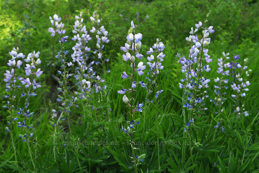 broad-leaf lupine (Lupinus latifolius) [Forest Road 7200, Okanogan-Wenatchee National Forest, Chelan County, Washington]