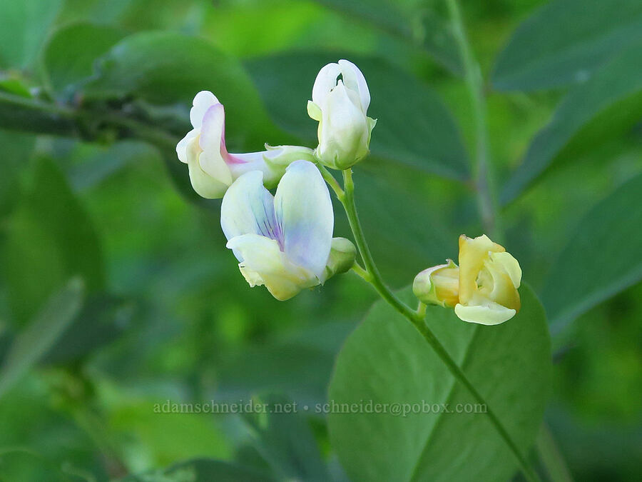 white Sierra pea-vine (Lathyrus nevadensis var. puniceus (Lathyrus nevadensis ssp. lanceolatus var. puniceus)) [Forest Road 7200, Okanogan-Wenatchee National Forest, Chelan County, Washington]