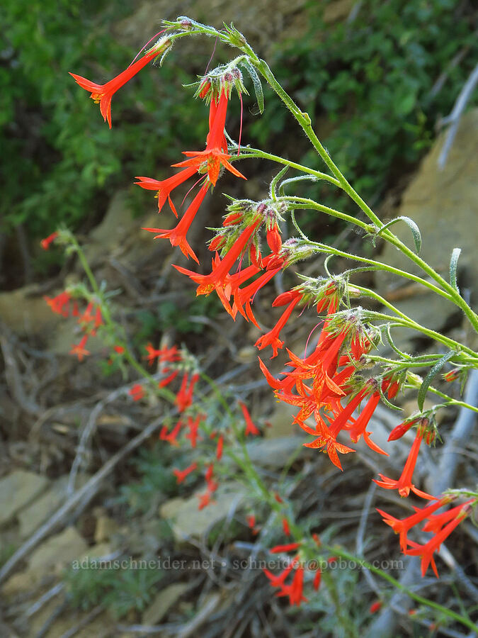 scarlet gilia (Ipomopsis aggregata) [Forest Road 7200, Okanogan-Wenatchee National Forest, Chelan County, Washington]